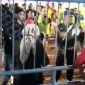 Aksi kekerasan yang terekam kamera yang diduga dilakukan oleh oknum anggota PM Bangkalan. (Odc. Screnshot TimesIN).