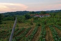 Foto:Tiang listrik roboh dan kabel jaringan yang melintang di area pertanian Dusun Montorna, Desa Montorna, Kabupaten Sumenep. Warga menilai kondisi ini berpotensi membahayakan keselamatan masyarakat dan mendesak PLN segera melakukan perbaikan