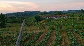 Foto:Tiang listrik roboh dan kabel jaringan yang melintang di area pertanian Dusun Montorna, Desa Montorna, Kabupaten Sumenep. Warga menilai kondisi ini berpotensi membahayakan keselamatan masyarakat dan mendesak PLN segera melakukan perbaikan